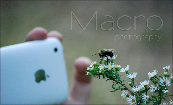 Magnificent Macro Photography
